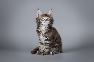 Cute Maine Coon kitten