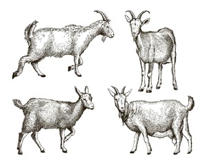sketch of goat drawn by hand. livestock. animal grazing - 138193830