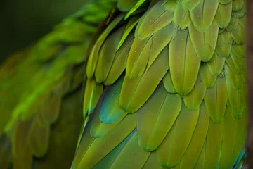 Wandcirkels aluminium Green military macaw (Ara militaris) © Vladimir Wrangel