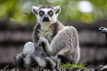 Ring-tailed lemur (Lemur catta)