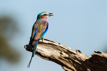 Gabelracke (Coracias caudatus), Afrika, Botswana, Tuli Block