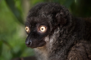 Female white-headed lemur (Eulemur albifrons)