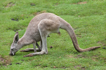 Red kangaroo (Macropus rufus) © Vladimir Wrangel