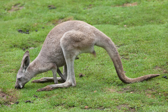 Red kangaroo (Macropus rufus)