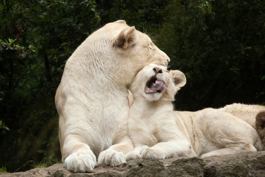 White lion (Panthera leo krugeri).