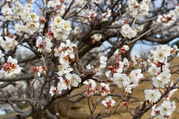梅の花