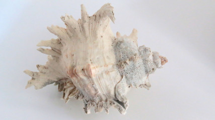 Sea Shell