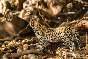 Leopard (Panthera pardus) im Fels, Afrika, Botswana, Tuli Block