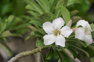 desert rose white or Impala Lily and water drop on flower  tree,  beautiful  adenium in the garden : Select focus with shallow depth of field.