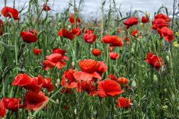 Fototapeta na wymiar poppy flowers on the green background on field in sunny day. rural landscape. used as background