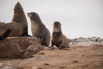 Fototapeta premium Wild Seals at Cape Cross Seal Reserve, Namibia