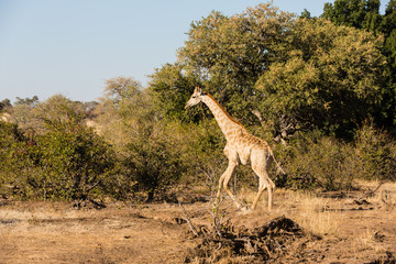 Naklejka na ściany i meble Giraffe (giraffa), Afrika, Botswana, Tuli Block