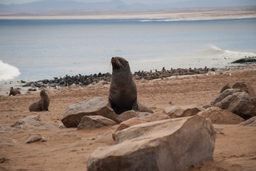 Wild Seals at Cape Cross Seal Reserve, Namibia