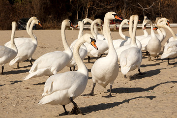 Mute swans walking on the beach