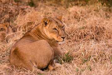 Löwe (Panthera leo, Afrika, Botswana, Tuli Block