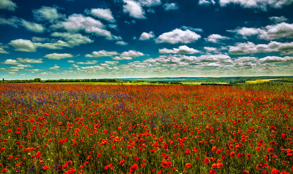 poppy flowers on the green background on field in sunny day