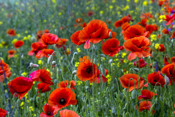 majestic poppy flowers on the green grass background in the spring meadow. creative image
