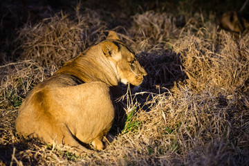 Löwe (Panthera leo, Afrika, Botswana, Tuli Block