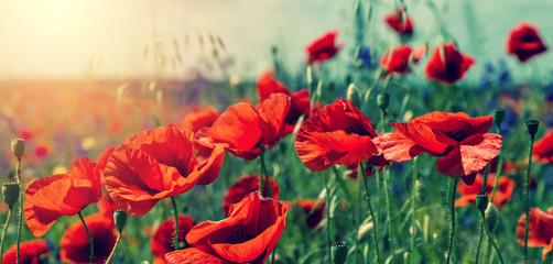 Obraz premium colorful flowers on the field, glowing in sunlight. nature background. real nature landscape. used as background. instagram filter