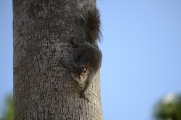 Grey Squirrel