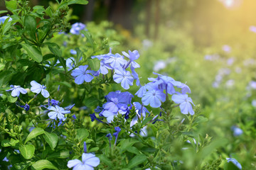 Plumbago herb white Flowers in public park with sunlight