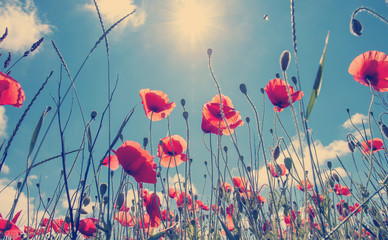 poppy flowers in the field close up glowing in sunlight.  on the spring meadow. creative image. nature background. picturesque landscape. instagram filter