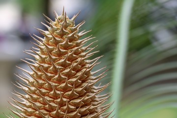 Naklejka na ściany i meble Flower of cycad large pollen above a cyad sago palm