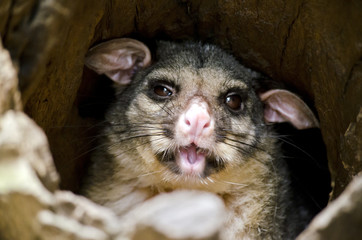 ring tailed possum