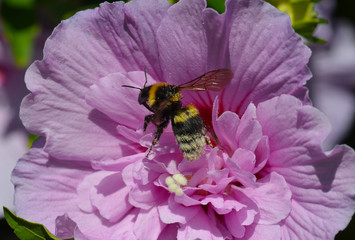 bumblebee on a flower of ibiscus