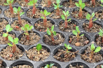 Seedlings adenium in pots Spring  sprouting : Select focus with shallow depth of field.  ( Top view )