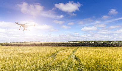 Flying drone and golden wheat field. rich harvest concept. rural landskape. nature backkground.  harvest concept © jenyateua