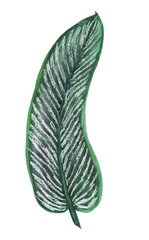 Watercolor painting Big tropical Leaf isolated on a white background