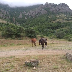 Fototapeta premium horses on mountain