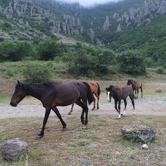 horses on mountain