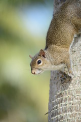 Grey Squirrel