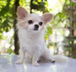 Beautiful Chihuahua dog, cute pets