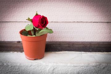 red rose in small pot,soft focus. in vintage