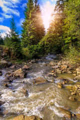 Forest wild river landscape.  mountain river in summer with stream and high water in forest. 