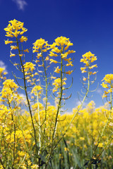 Beautiful spring field. Flowers field and blue sky.