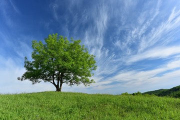 Fototapeta na wymiar Spring alone tree on a hill
