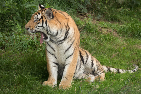 A tiger sitting on grass sideways yawning with mouth open in profile portrait