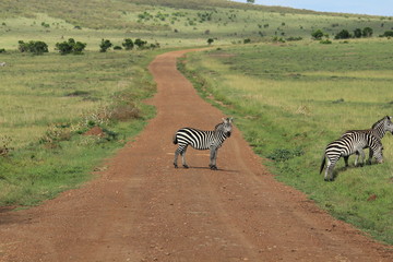 Zebras crossing in Massai Mara, Kenya