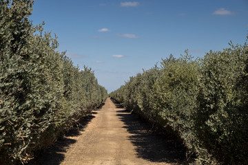 Jojoba plant. Jojoba shrubs growing at farm