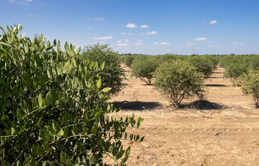 Fototapeta na wymiar Jojoba plant. Jojoba shrubs growing at farm
