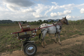 Horse with cart in town of Cuba, 2016.