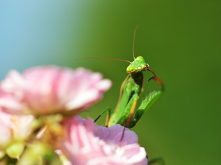 mantis religiosa