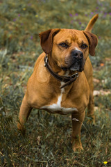 Obraz premium Fetch
