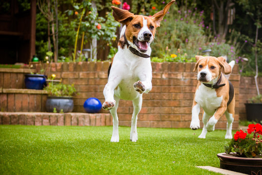 Beagles having fun running