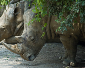 Naklejka premium Rhino