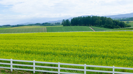 rapeseed field and the white wood fence